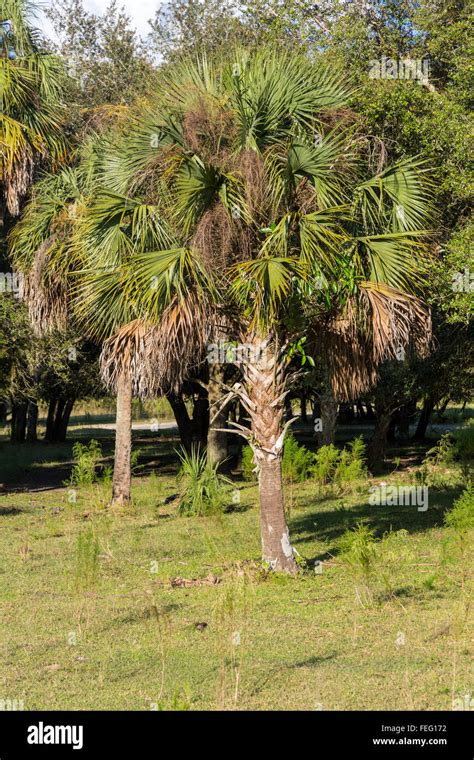 Sabal Palmetto Sabal Palm Cabbage Palm Southern Florida Stock Photo