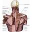 Pectoral Girdle  Lasts Anatomy Regional And Applied