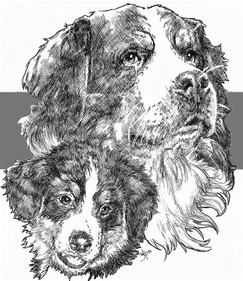 Bernese Mountain Dog And Pup Drawing By Barbara Keith