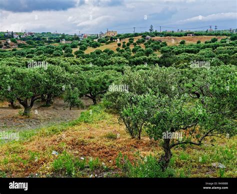 Olive Grove Crete Stock Photo Alamy