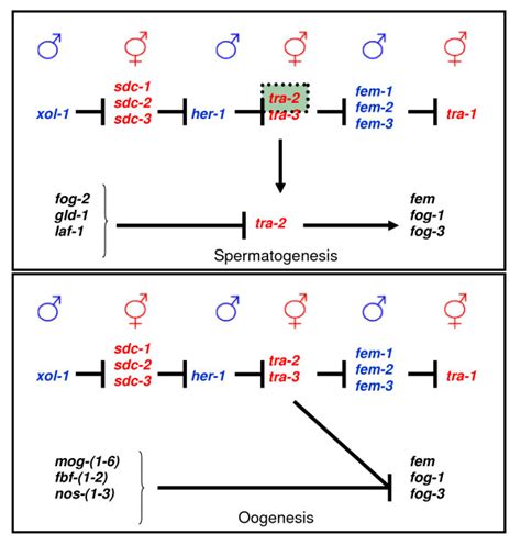 Gene Interactions That Allow Spermatogenesis And Oogenesis In The Download Scientific Diagram