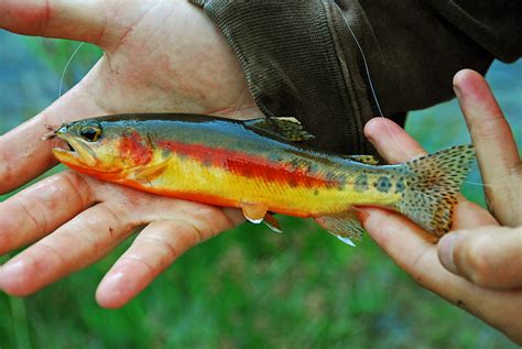 California Golden Trout We Drove 600 Miles And Hiked Anoth Flickr