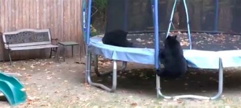 Bears Jumping Into Spring On Trampolines In Connecticut Critter Files