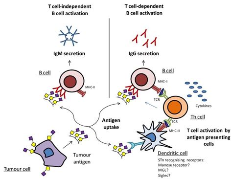 Dendritic Cells B Cell Activation By T Cells Telegraph