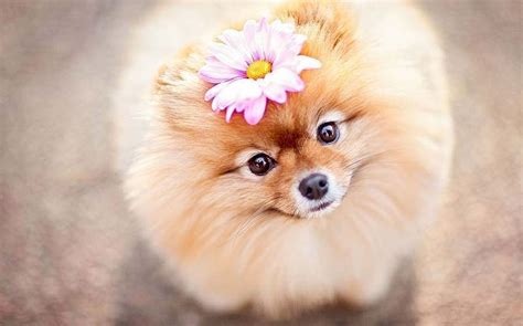New Cute Puppy Pomeranian Dog Wallpaper Hd Pets Lovers