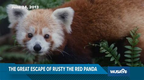 Rusty The Red Panda Escapes From National Zoo June 2013 Wusa9 News