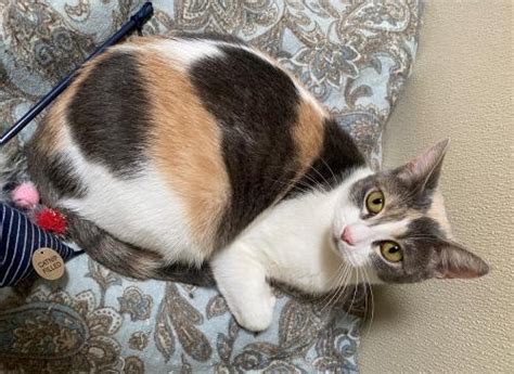 Callie Adopted Domestic Short Hair Calico Calico Or Dilute