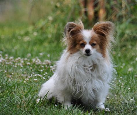 The abundant coat is long, silky, straight, and flowing. Road's End Papillons : Papillon Mom with 3 Daughters