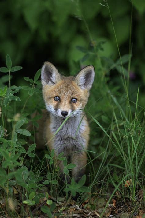 115 Best Images About Foxes On Pinterest Foxes Silver
