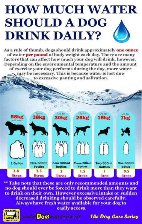 How Much Water Should My Dog Drink A Day