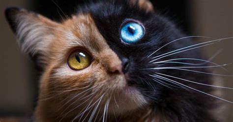 This ‘chimera Kitten Is The Internets Cutest Two Faced Cat Top13
