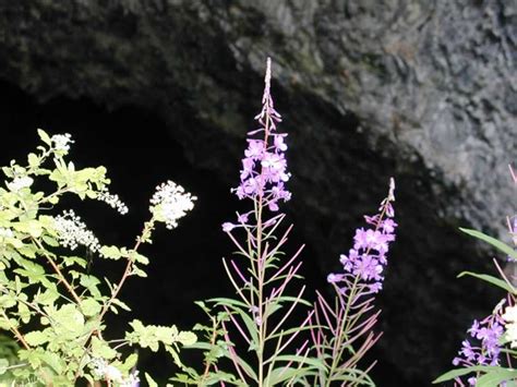 Oregon Images Boca Cave Flowers