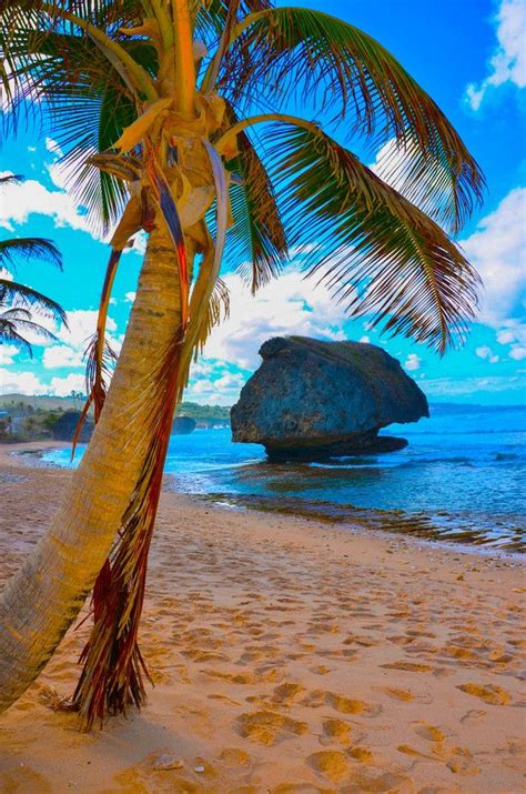 1000 images about barbados caribbean on pinterest