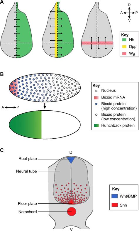 Studies Of Morphogens Keep Calm And Carry On Development