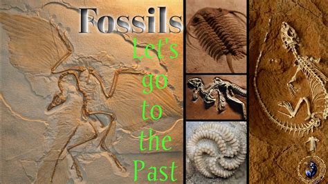 Fossils How They Are Formed Youtube