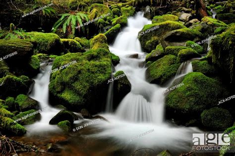 Waterfalls And Mossy Cascades In A Stream Along The Trail To Sol Duc