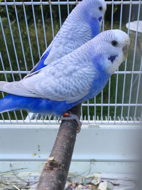 Beautiful Blue Parakeets So Pretty Budgies Bird Pet Birds Cute Birds