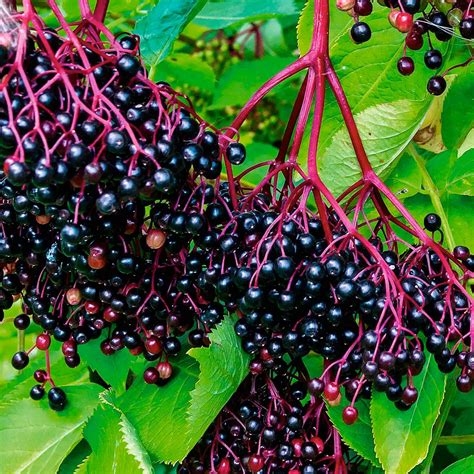 Elderberry American Black Heirloom 20 Seeds