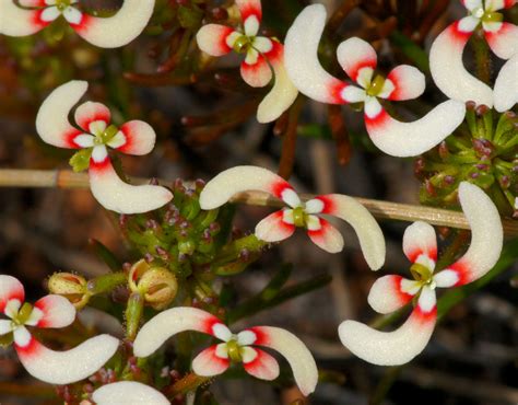 Boomerang Trigger Plants Stylidium Breviscapumgrows On Th Flickr