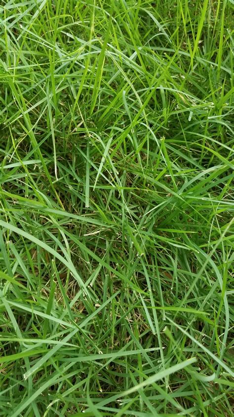 Help Identifying Grass Please Lawnsite™ Is The Largest And Most