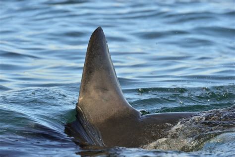 How Sharks Use Their 5 Different Fins Shark Diving Unlimited