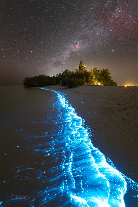 What Is Bioluminescence Its A Living Light Entire Strength
