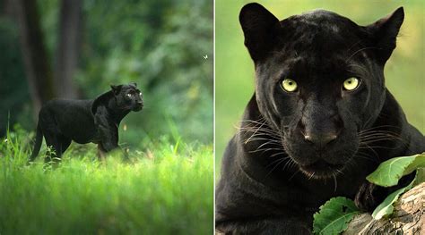 viral pics of rare black panther ‘saya photographer shaaz jung reveals it took him 5 years to