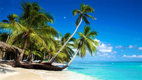 Wallpaper Beautiful Beach Palm Trees Sea Blue Sky Clouds Tropical
