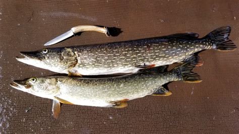 Northern Pike Catch Clean And Cook Incredible Pike Fishing In Alaska