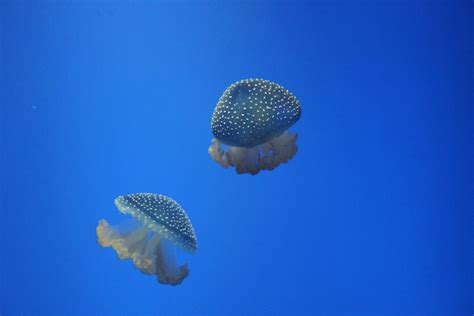 Blue Jellyfish Deep Sea