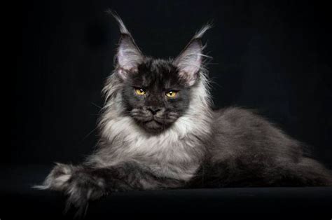 Both breeds may have a lot of similarities, they have a lot of qualities, and it is important to understand their needs, attitude, temperament and health background, in order to pet them. Top 14 Most Beautiful Cat Breeds In The World - Check It Out!