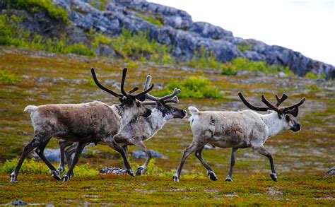 Visit A Reindeer Farm And Wild Forests Lapland Welcome In Finland