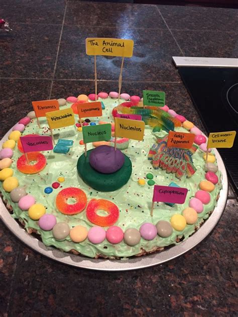 Animal Cell Project On Pinterest Edible Animal Cell Plant Cell