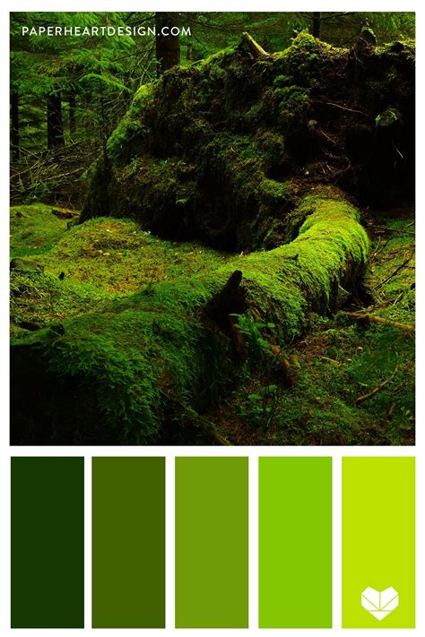 Color Palette Forest Floor — Paper Heart Design Nature Color Palette