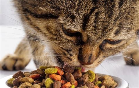 The key to choosing a good cat food is considering the nutrients it'll provide your cat. Best Cat Foods for Indoor Cats with Hairballs - Our Top 5 ...