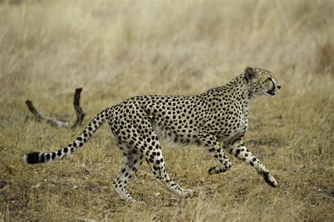 5 Facts About The Tanzanian Cheetah East African Cheetah