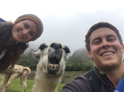 Irish Couple Bag A Selfie With A Llama And Its Incredible Herie