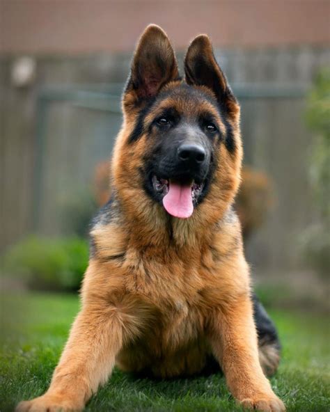 List 96 Wallpaper Pictures Of Different Types Of German Shepherds Stunning