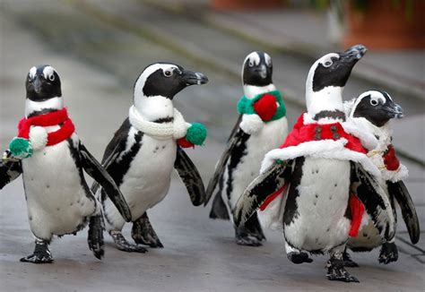 Penguin Christmas Christmas Penguin Penguins Christmas Animals