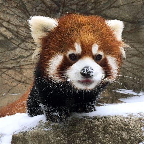 Redpanda Lincoln Park Zoo Cubs Pictures Funny Animal Pictures Scary