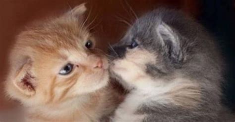 Cats And Kittens On Instagram 27th September 2016 We Love Cats And Kittens