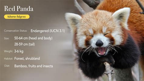 The Red Panda Is An Endangered Species That Is Native To China Much