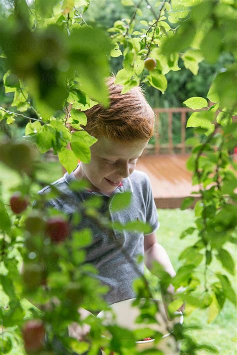 A Ten Year Old Boy Picking Plums From A Tree By Stocksy Contributor