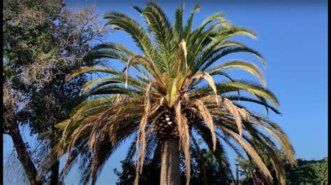 Fusarium Disease In Canary Palms Youtube
