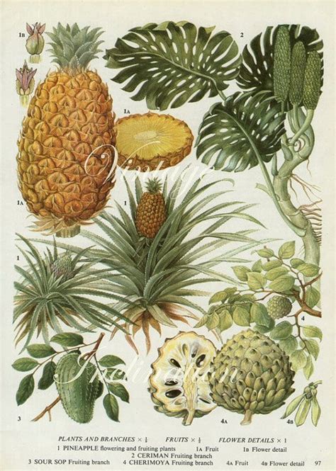 Vintage Botanical Print Antique Pineapple Plant Print Etsy Israel