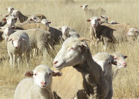 How much do surrogate mothers earn for their services? Dual Purpose Sheep Breeds in South Africa