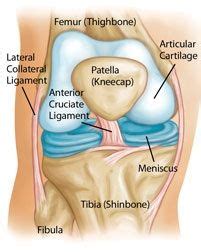 The main features of the knee anatomy include bones, cartilages, ligaments, tendons and muscles. Knee joint anatomy diagram showing the bones, cartilage ...