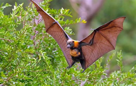 Wallpaper Branches Wings Fox The Bushes Flying Fox Images For