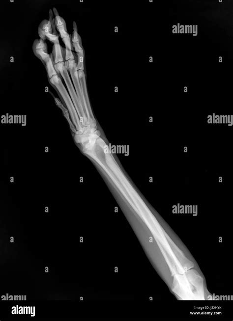 X Ray Of A Dogs Front Left Leg Stock Photo Alamy