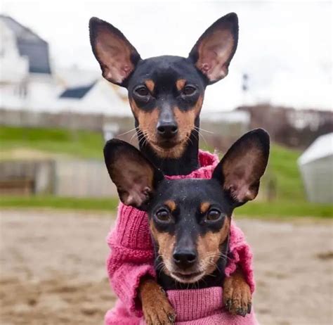 14 Reasons Why Miniature Pinschers Are The Best Dogs Ever Pettime